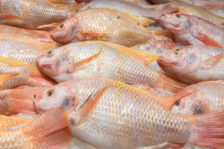 ปลาทับทิมสด