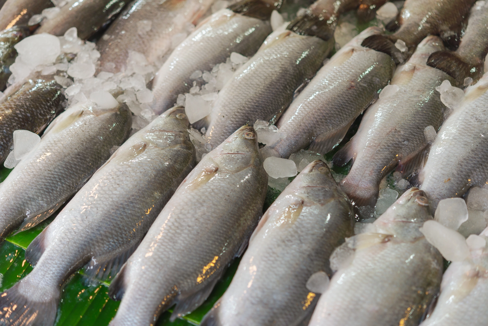 ปลากะพงสด